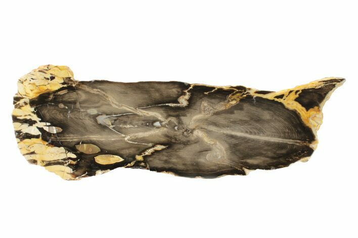 Petrified Peanut Wood Round - Australia #239841